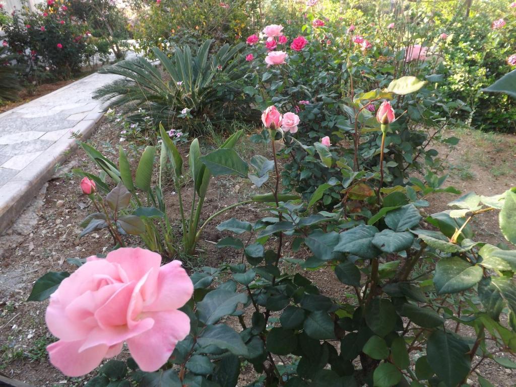 Paradise Kazaphani 외부 사진